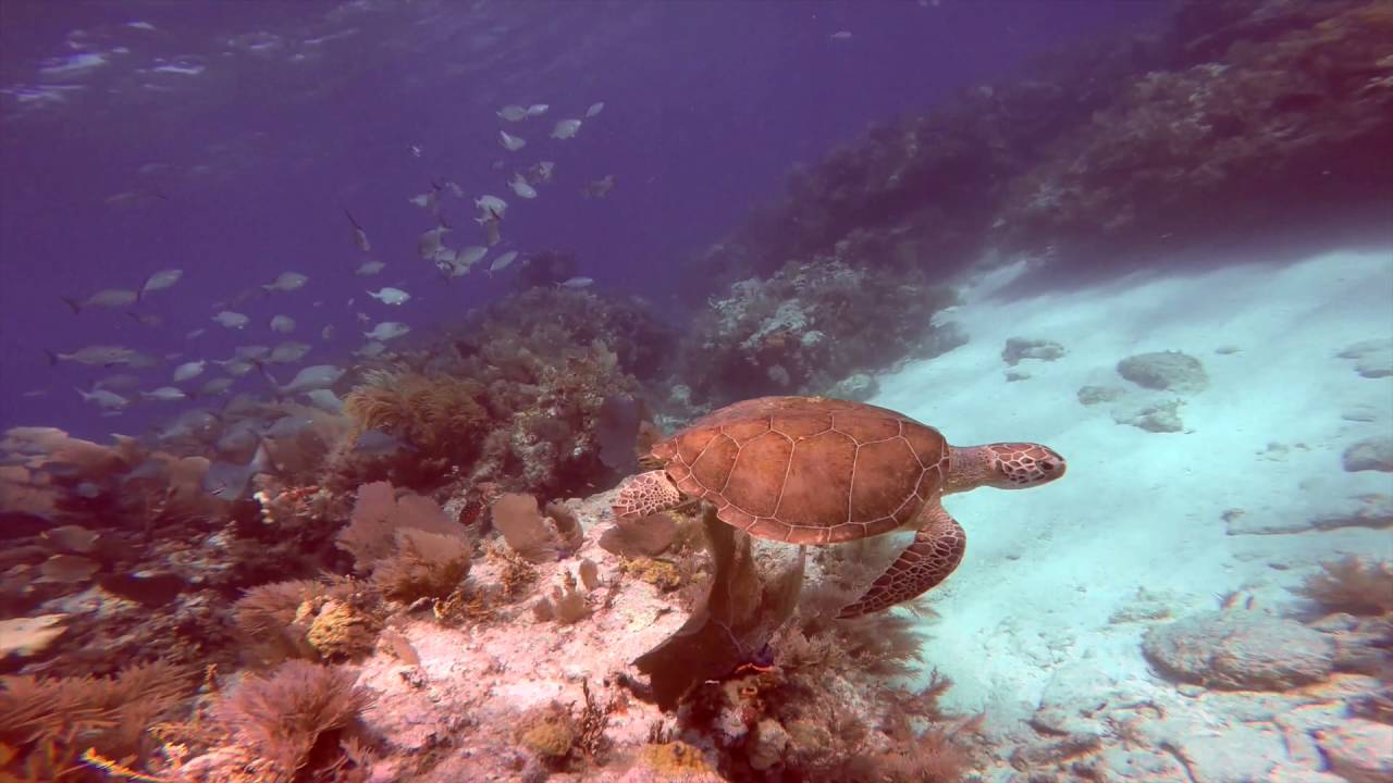 Sharks and their natural habitats YouTube