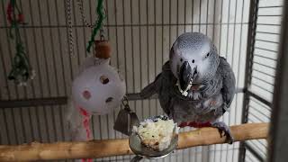 Mr and Mrs Popeye The African Grey Parrots by Alis Flock 113 views 1 year ago 59 seconds