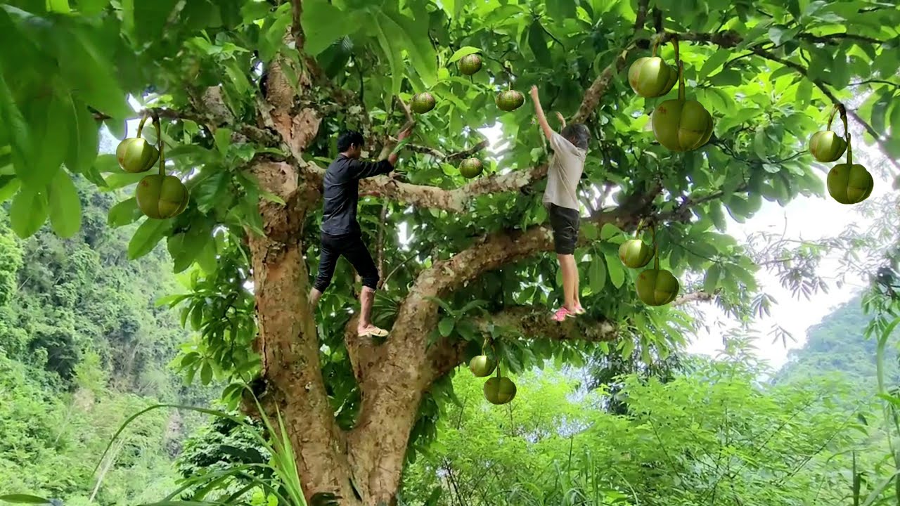 Poor boy and girl pick berries to sell for money to buy things - Ly Ton Quang