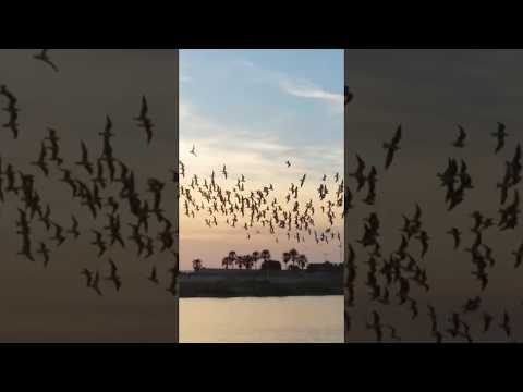 مدينة صور في الشتاء  روعة المناظر الخلابه واثارها القديمه اجمل ما يميزها