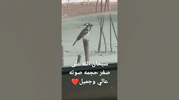 عصفور الدوري الصرد 