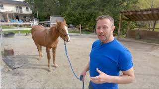 How I Start Halter Training On A Horse That Has Never Been Handled - Part 2