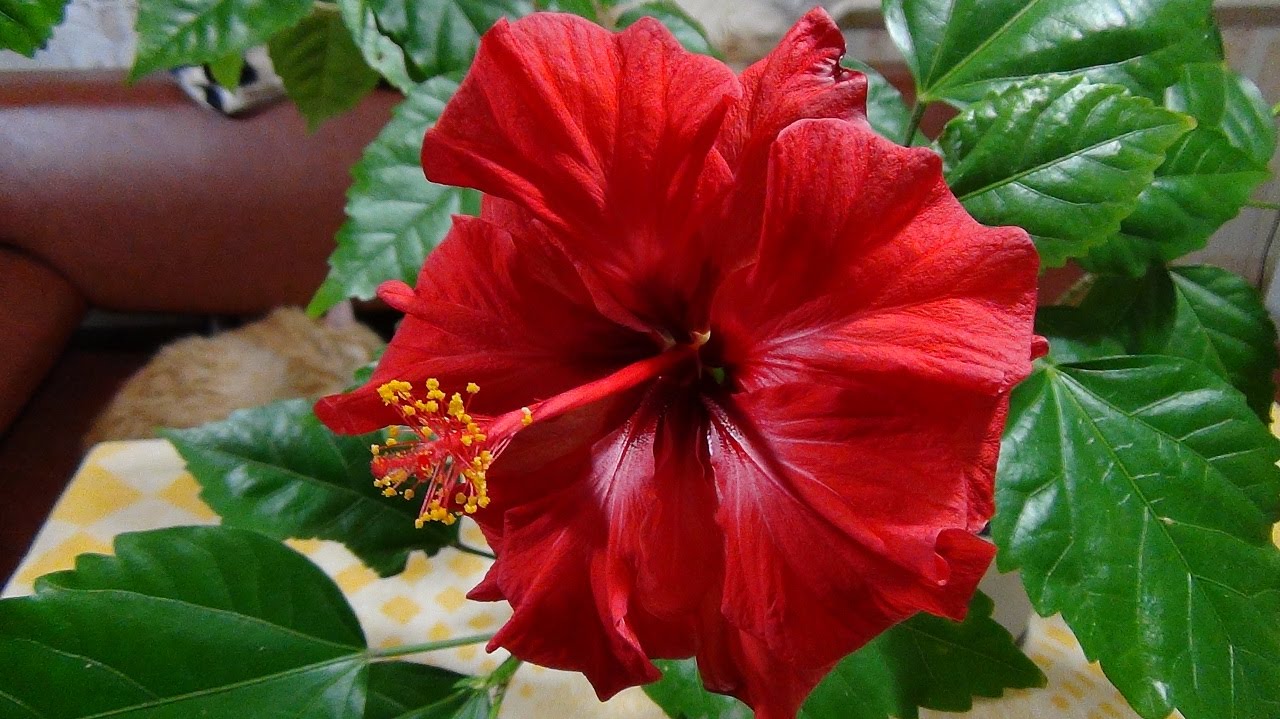 Китайская роза или гибискус. Chinese hibiscus.