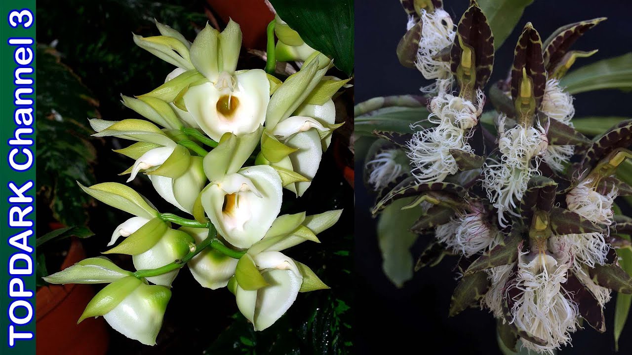 15 Lindas Variedades de Catasetum