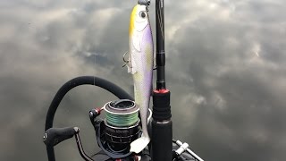 Belly Boat Fishing - Big Pike on Daiwa Duckfin Live Shad Purple Ghost 15cm