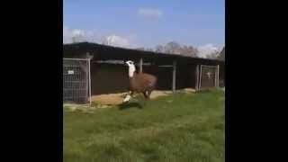 Happy Bouncing Llama