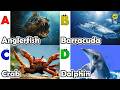 ABC Sea Animals song | Learn Alphabets | English and Animals for Kids | #anglerfish