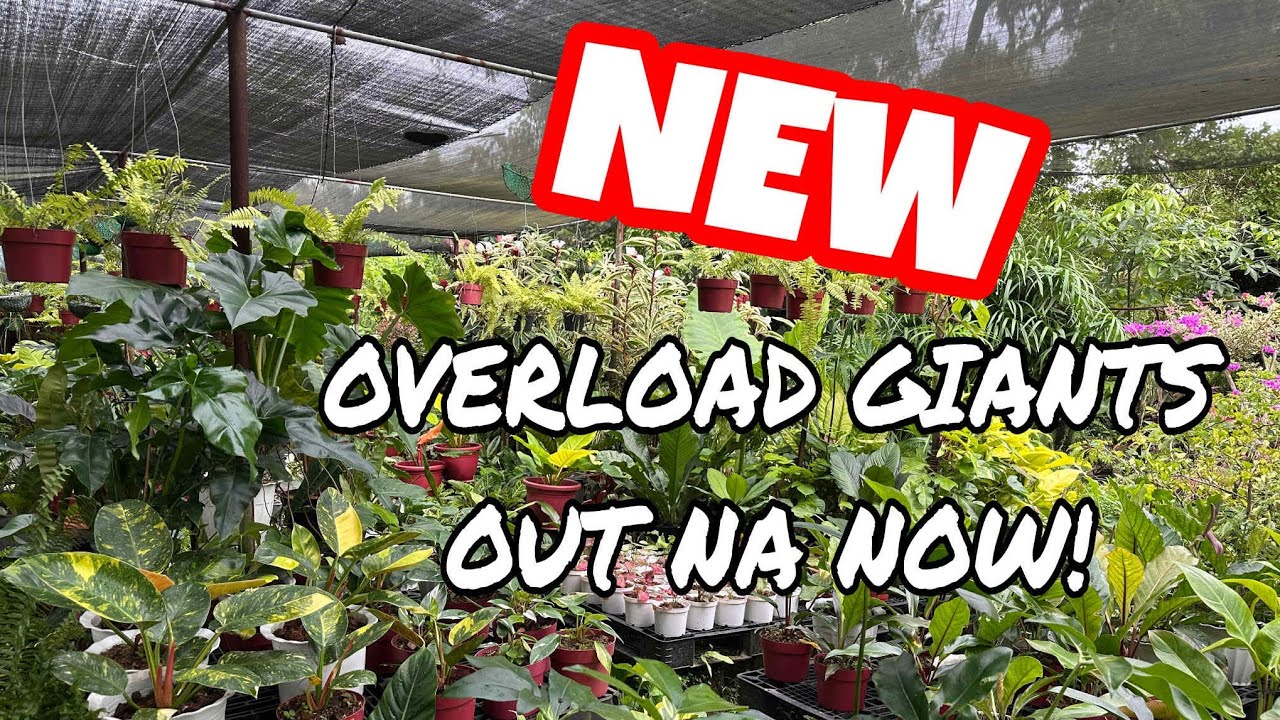 OVERRRRR SA MURA OUT NOW! #GLORIATOTOSGARDEN #GARDENING 