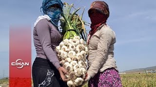 Sarımsağın hikayesi