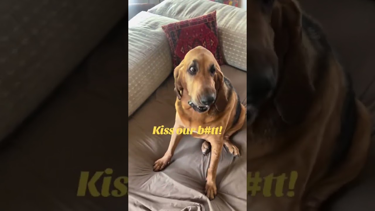 Our viral TT bloodhound video! 