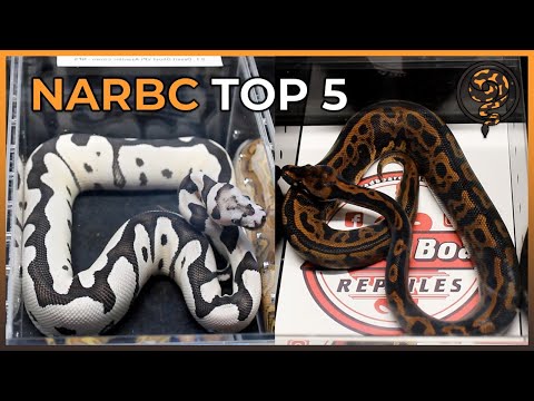 Our Top 5 Ball Pythons at NARBC Reptile Expo - March 2022 #TinleyPark