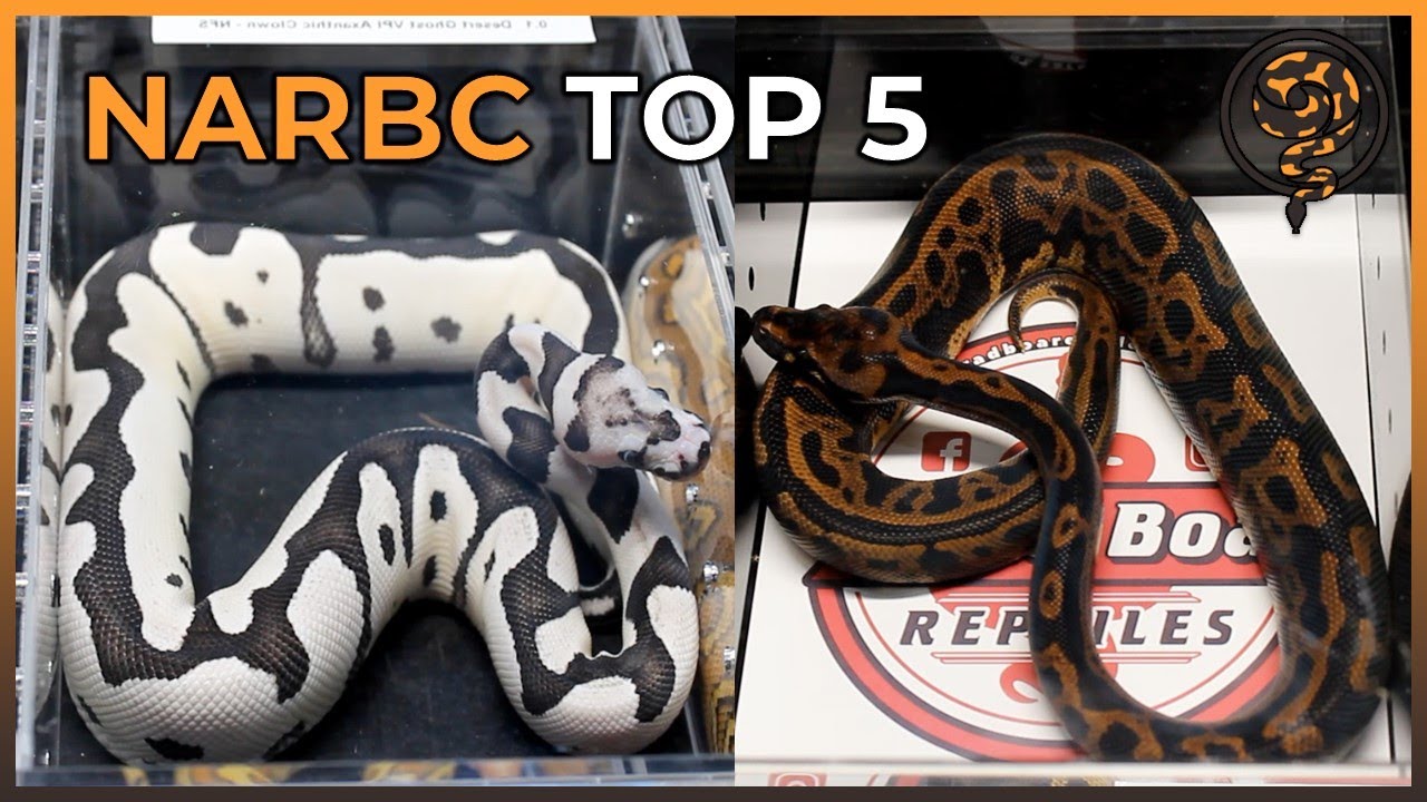 Our Top 5 Ball Pythons at NARBC Reptile Expo - March 2022 #TinleyPark ...