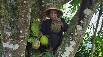 Memetik Sukun dan Membuat Tumis Sukun | Memasak Perkedel Tahu, Sukun Goreng, Sambal, dan Minum Teh