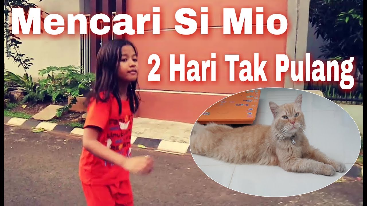 Mencari Kucing Yang Hilang #catdads