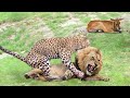 True king of jungle lion save baby grants gazelle from five cheetah hunting  snow goose vs fox