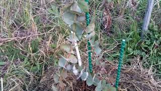 Эвкалипт пепельный (Серебряный доллар)Eucalyptus cinerea