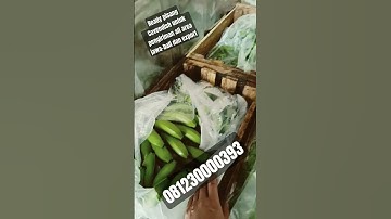 pisang Cavendish untuk area jawa dan bali #cavendish #agrobisnis #pecahtelur #video #business