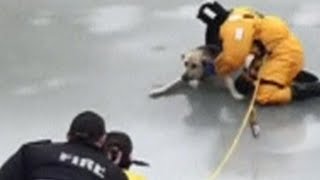 散歩中につい氷の上に……カナダで犬を救助