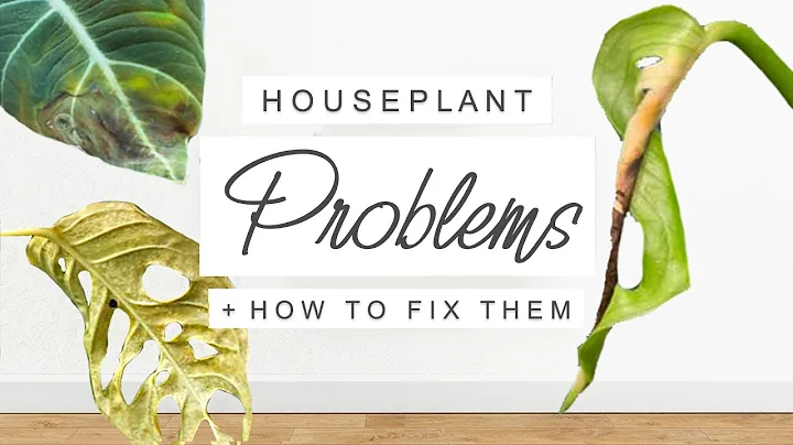 Common Houseplant Problems + HOW TO FIX THEM! 🌱 Indoor Plant Issues SOLVED 🌿 - DayDayNews