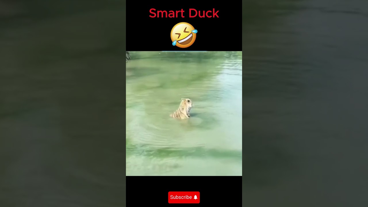 SMART DUCK 🤣 