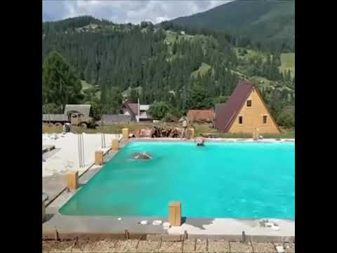 Cow Decided to Jump Into the Pool With Children