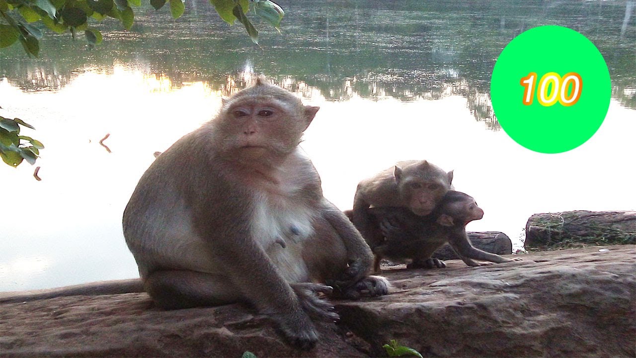 Monkey part 100 Monkey fighting