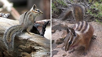 What drives species co‐occurrence across heterogeneous landscapes?