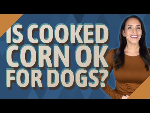 Question Can Dogs Eat Cooked Cornmeal Montalvospirits Question Can Dogs Eat Cooked Cornmeal Montalvospirits