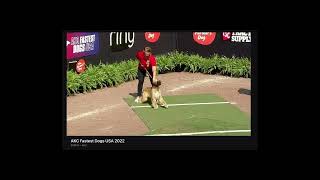 AKC ESPN Fastest Dog, Afghan Hound  Lagertha Run 1
