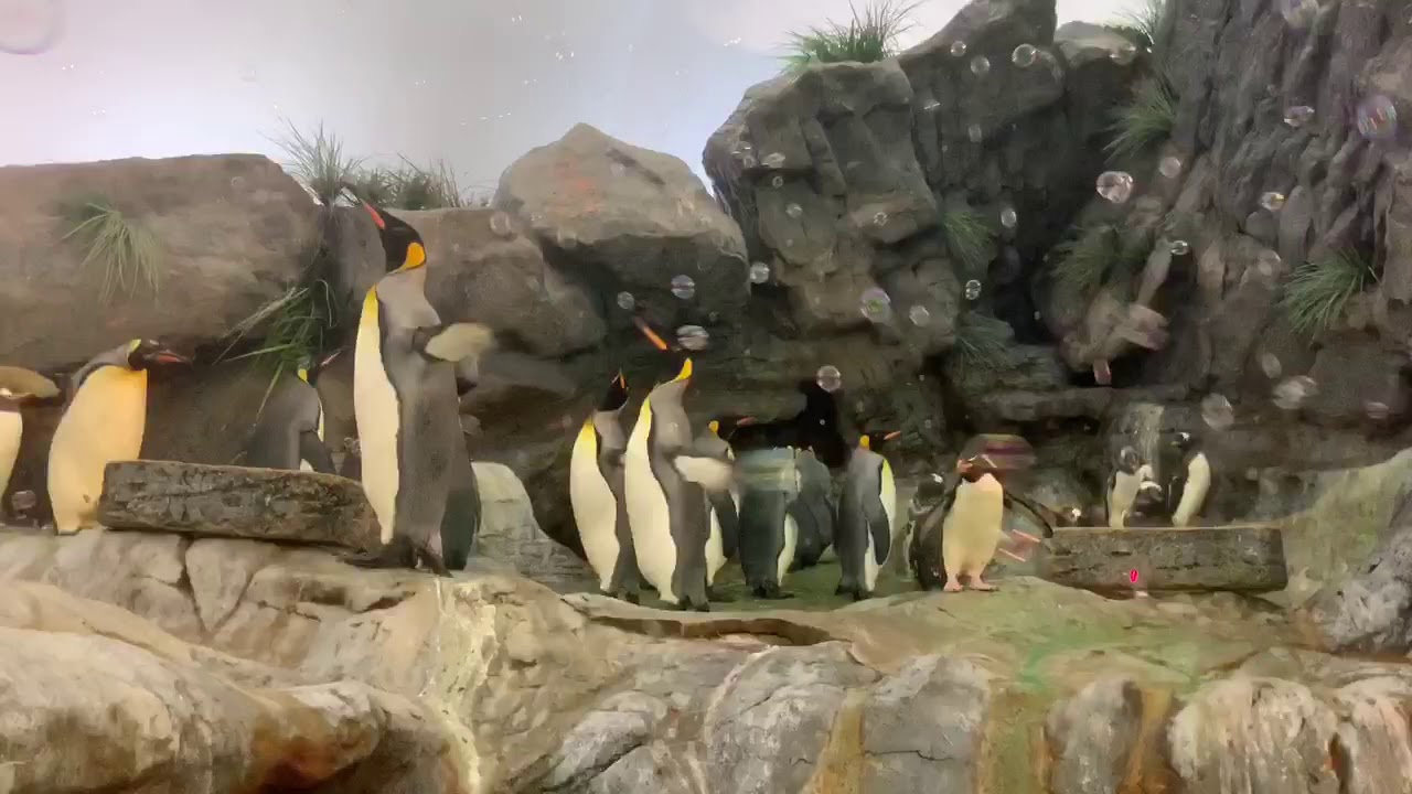 Penguins with Bubbles at the Saint Louis Zoo