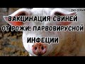 Вакцинируем свиней от рожи, парвовирусной инфекции и лептоспироза