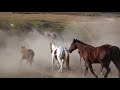 Heart Six Horse Roundup in Wyoming