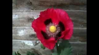 The Bumblebee & The Poppy.