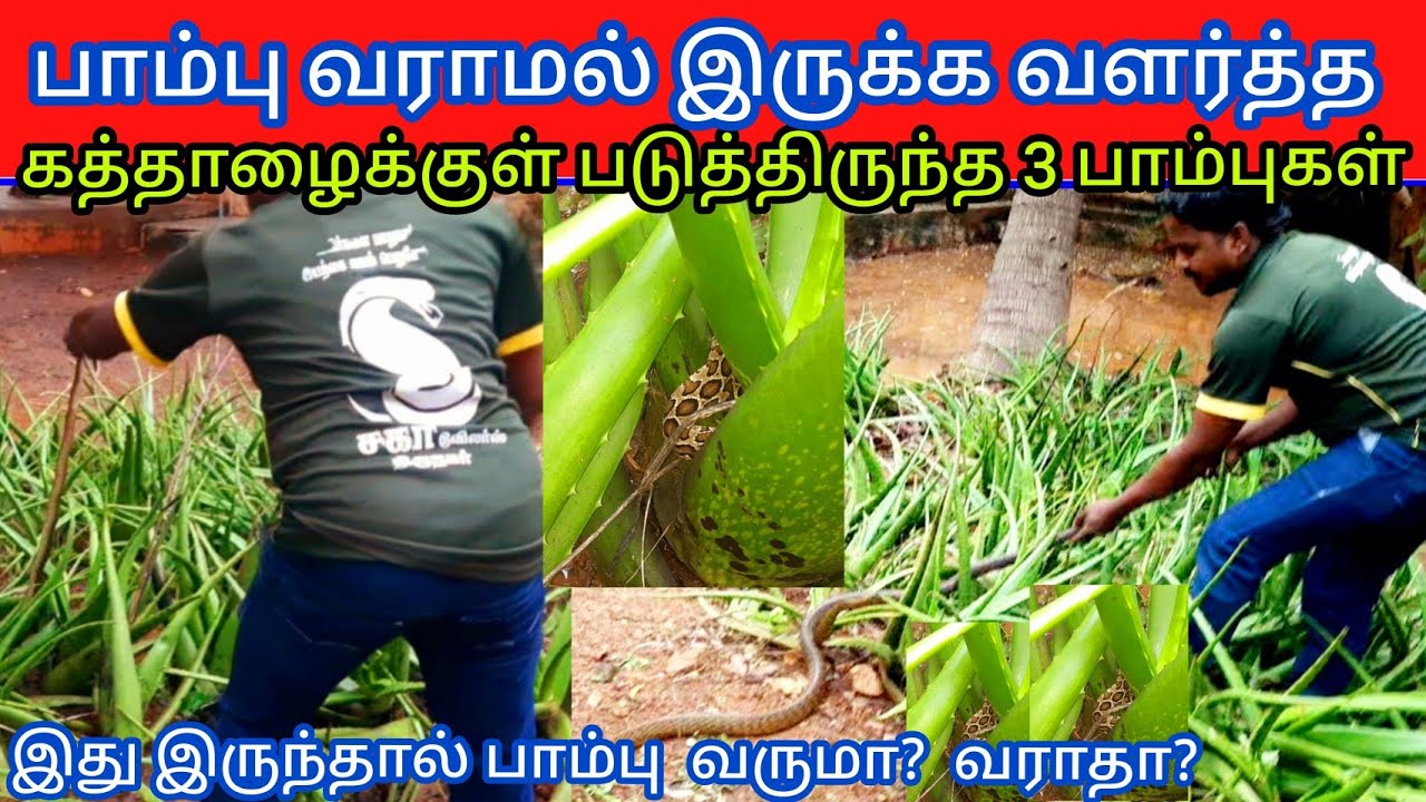 வீட்டில் பாம்புகள் வராமல் இருக்க கத்தாழை வளர்த்தார்கள் இது மேல் படுத்திருந்த 3 பாம்புகள்| Snake_Saga