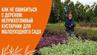 видео: Как выбрать дёрен: Обзор сортов по высотам, формам и цвету | Малоуходный сад картинка: Как выбрать дёрен: Обзор сортов по высотам, формам и цвету | Малоуходный сад