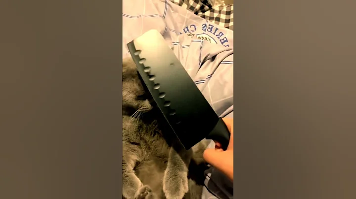 Video 784871: british grey cat, british hair cat, british cat playing, colour british