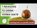 Health benefits of yerba mate  7 reasons to drink yerba mate