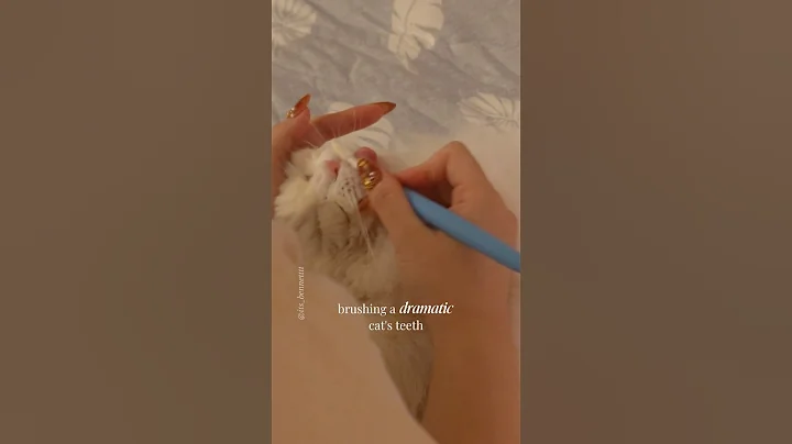 Watch the video about Brushing my dramatic ragdoll cat’s teeth 😂🪥 #ragdollcat #vocalcat #cutecats #grumpycats #cats #cat