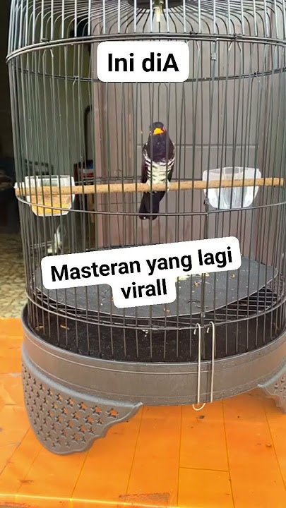 BURUNG KEDASIH  violet gacor 🔥🔥🔥
