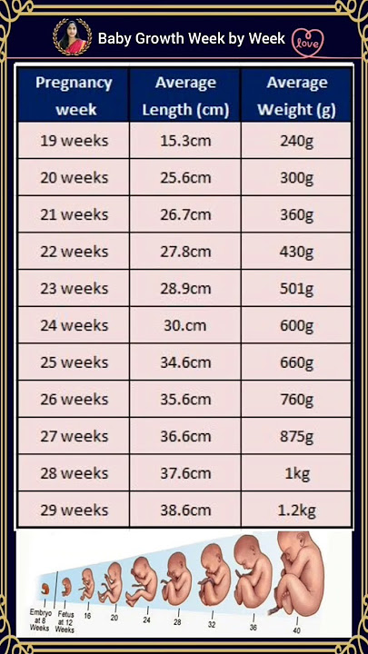 గర్భంలో పిండం ఎదుగుదల | Baby Weight & Length Week by Week in Pregnancy #babygrowth #babydevelopment