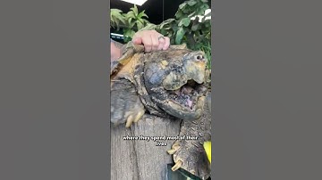 The Reason Why Snapping Turtles Have Aggressive Bitting Speed