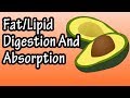 Fat Lipid Digestion And Absorption - How Are Fats Lipids Digested And Absorbed