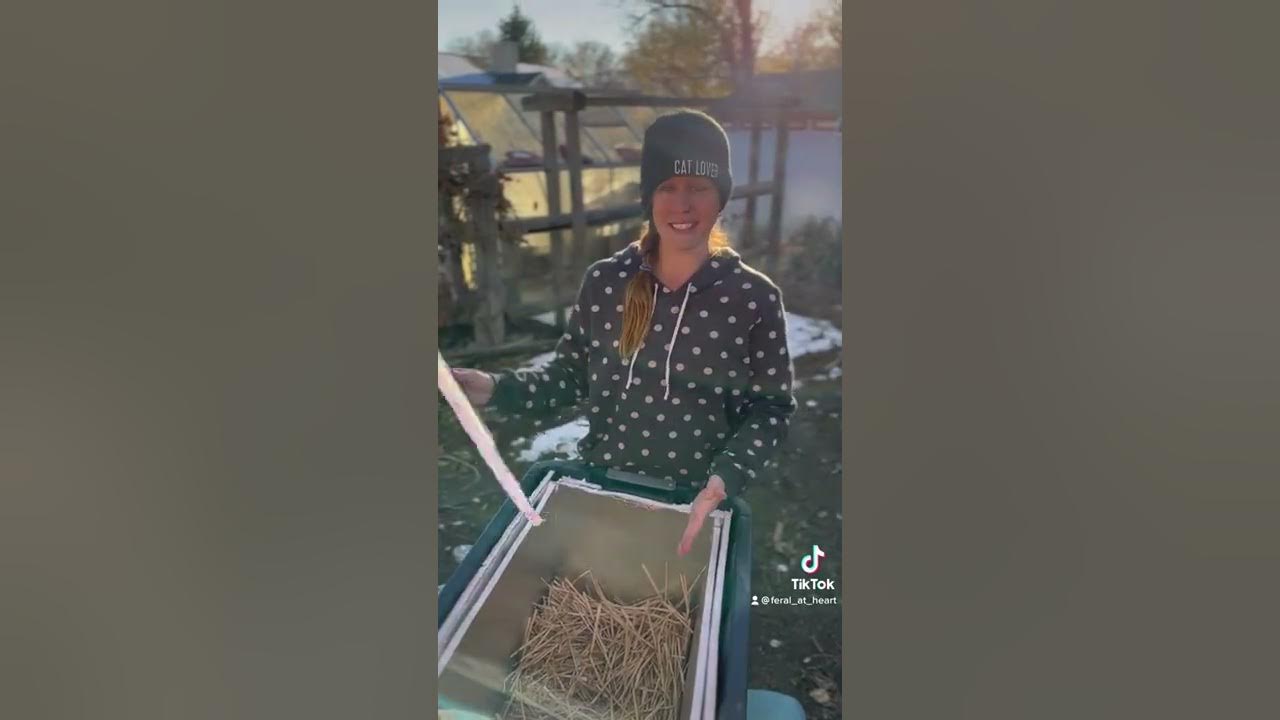 how-to-keep-feral-cats-warm-in-the-winter-youtube