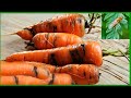Морковная муха Как избавиться