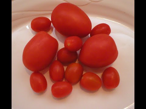 Tomatoes 101 - Nutrition and Health Benefits