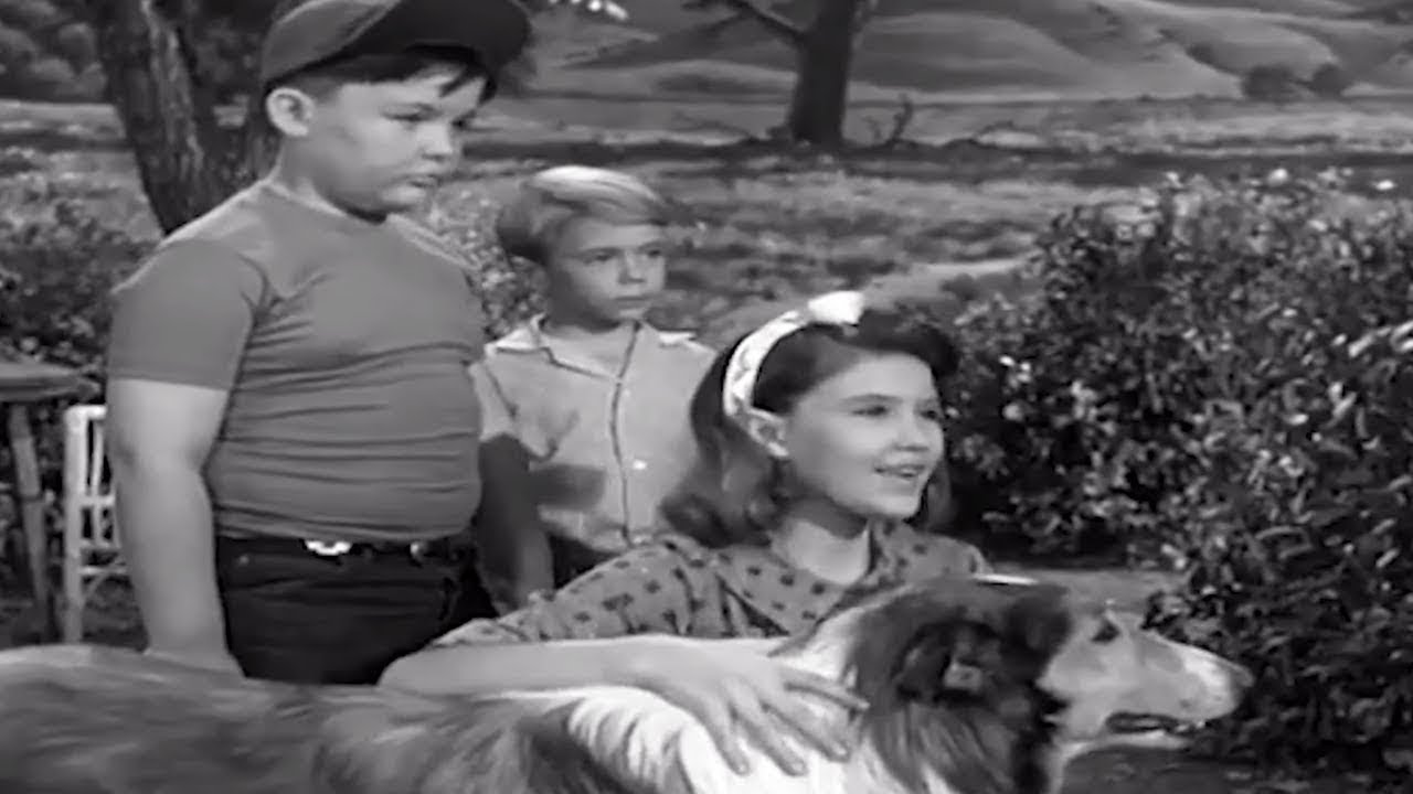 Lassie | Teamwork | Lassie English Full Episodes