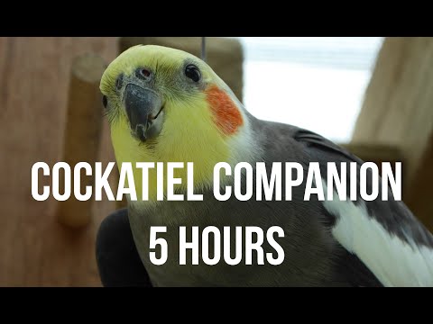 Video: Alles Oor Cockatiels