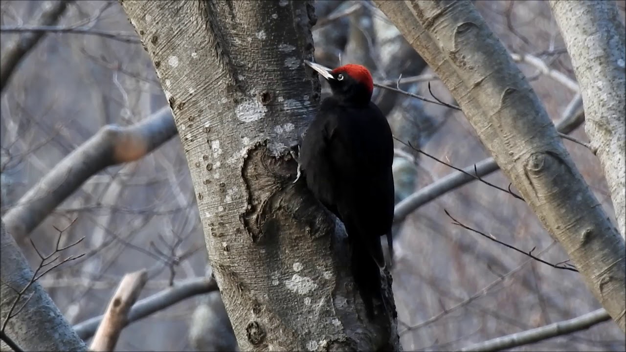 Bobnanje črne žolne/Black Woodpecker's territorial drumming - YouTube