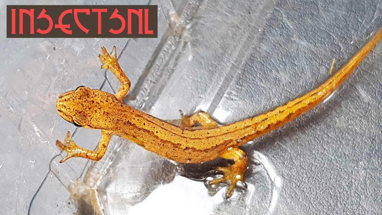 De kleine watersalamander - informatievideo