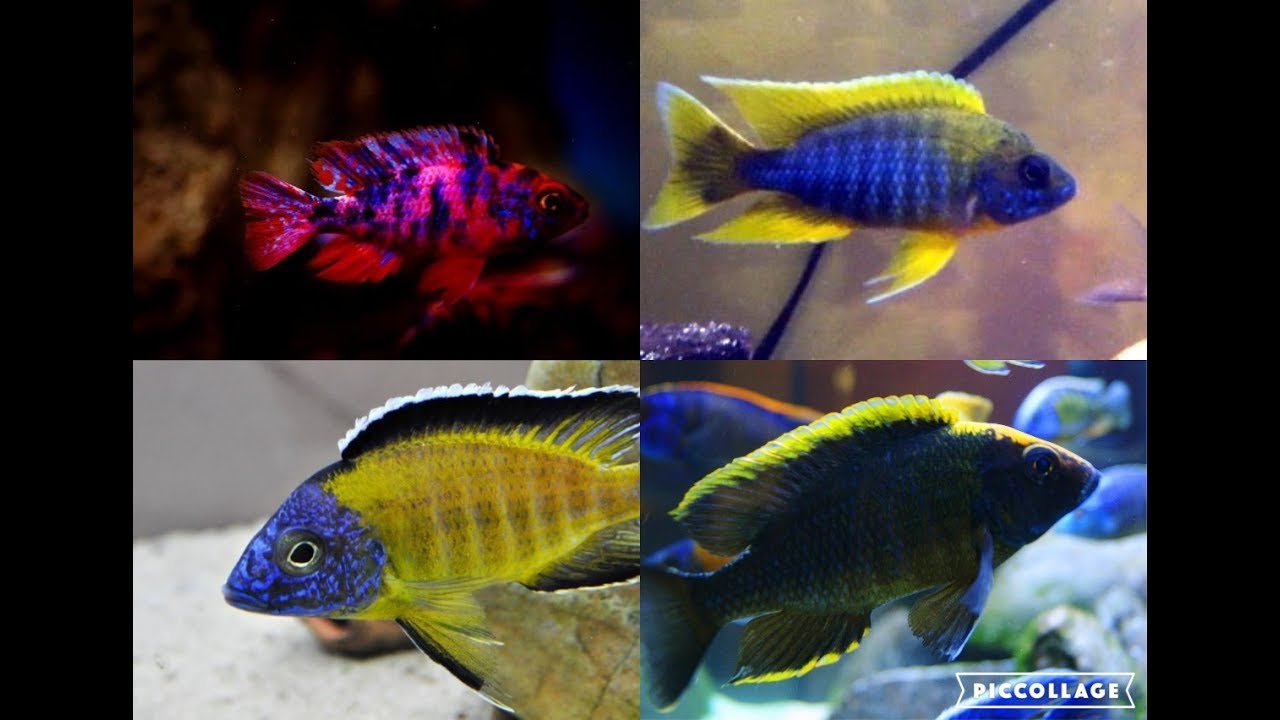 Malawi Cichlid Species Chart